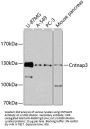 Contactin Associated Protein Like 3 (Cntnap3) Antibody