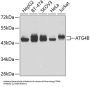 Autophagy Related 4B Cysteine Peptidase (ATG4B) Antibody