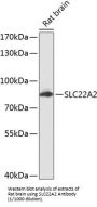 Solute Carrier Family 22 Member 2 (SLC22A2) Antibody