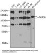 Topoisomerase III Beta (TOP3B) Antibody