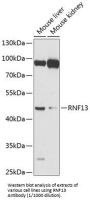 E3 Ubiquitin-Protein Ligase RNF13 (RNF13) Antibody