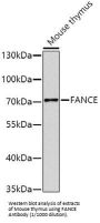 Fanconi Anemia Group E Protein (FANCE) Antibody