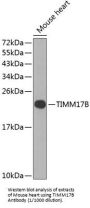 Mitochondrial Import Inner Membrane Translocase Subunit Tim17-B (TIMM17B) Antibody