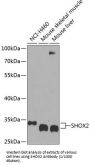 Short Stature Homeobox Protein 2 (SHOX2) Antibody