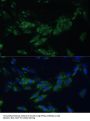 EPH Receptor A4 (EPHA4) Antibody