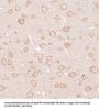 Potassium Voltage-Gated Channel Subfamily J Member 4 (KCNJ4) Antibody
