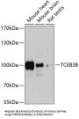 TCEB3B Antibody
