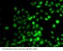 Probable Histone-Lysine N-Methyltransferase PRDM7 (PRDM7) Antibody