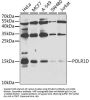 RNA Polymerase I Subunit D (POLR1D) Antibody
