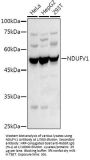 NADH Ubiquinone Oxidoreductase Core Subunit V1 (NDUFV1) Antibody