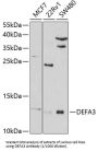 Defensin Alpha 3 (DEFA3) Antibody