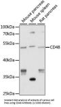 CD48 Antigen / BLAST1 (CD48) Antibody