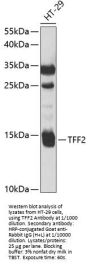Trefoil Factor 2 (TFF2) Antibody