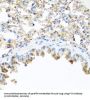 Elafin (PI3) Antibody