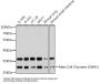 Chymase (CMA1) Antibody