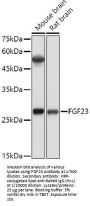 Fibroblast Growth Factor 23 (FGF23) Antibody