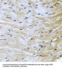 Cation Dependent Mannose 6-Phosphate Receptor (M6PR) Antibody
