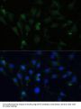 ZW10 Interactor (ZWINT) Antibody