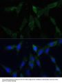 ZW10 Interactor (ZWINT) Antibody