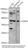Complement Component C3a Receptor (C3AR1) Antibody