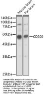 OX-2 Membrane Glycoprotein (CD200) Antibody
