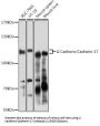 Cadherin 17 (CDH17) Antibody