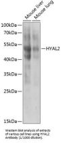 Hyaluronidase-2 (HYAL2) Antibody