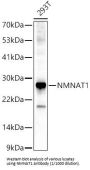 Nicotinamide Nucleotide Adenylyltransferase 1 (NMNAT1) Antibody