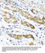 Mimecan (OGN) Antibody