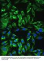 Mimecan (OGN) Antibody