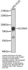 Solute Carrier Family 26 Member 3 (SLC26A3) Antibody