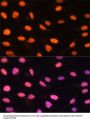 Zinc Finger BED Domain-Containing Protein 1 (ZBED1) Antibody