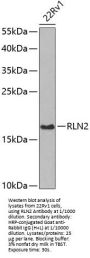 Prorelaxin H2 (RLN2) Antibody