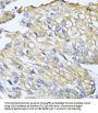 C-C Motif Chemokine 8 / MCP2 (CCL8) Antibody
