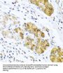 C-C Motif Chemokine 8 / MCP2 (CCL8) Antibody