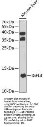 Insulin Growth Factor-Like Family Member 3 (IGFL3) Antibody