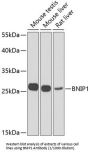 Vesicle Transport Protein SEC20 (BNIP1) Antibody