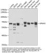 Importin Subunit Alpha-6 (KPNA5) Antibody