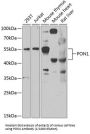 Serum Paraoxonase / Arylesterase 1 (PON1) Antibody