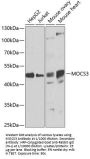 Adenylyltransferase And Sulfurtransferase MOCS3 (MOCS3) Antibody