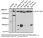 SPT20 Homolog, SAGA Complex Component (SUPT20H) Antibody