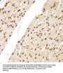 SPT20 Homolog, SAGA Complex Component (SUPT20H) Antibody