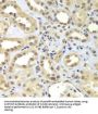 SPT20 Homolog, SAGA Complex Component (SUPT20H) Antibody