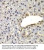 SPT20 Homolog, SAGA Complex Component (SUPT20H) Antibody