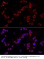 NLR Family CARD Domain Containing 4 (NLRC4) Antibody