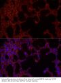 NLR Family CARD Domain Containing 4 (NLRC4) Antibody