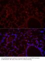 NLR Family CARD Domain Containing 4 (NLRC4) Antibody