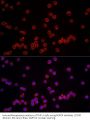 NLR Family CARD Domain Containing 4 (NLRC4) Antibody