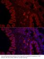 NLR Family CARD Domain Containing 4 (NLRC4) Antibody