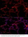 NLR Family CARD Domain Containing 4 (NLRC4) Antibody